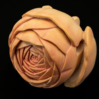 Rananculus